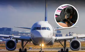 ¿Qué requisitos necesito para viajar con mi mascota en un avión en México?