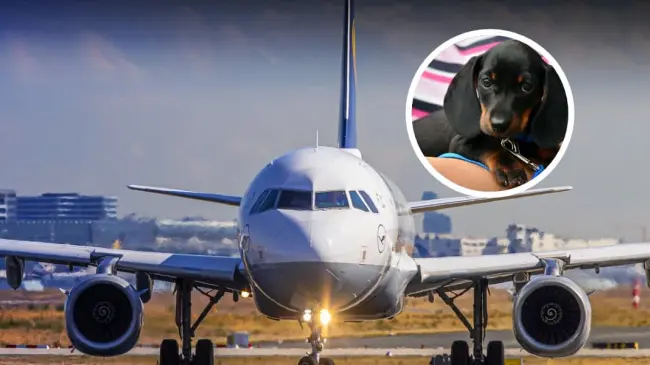 Todo lo que debes saber antes de viajar con tu mascota en un avión en México, Foto: Pixabay-Tus Buenas Noticias