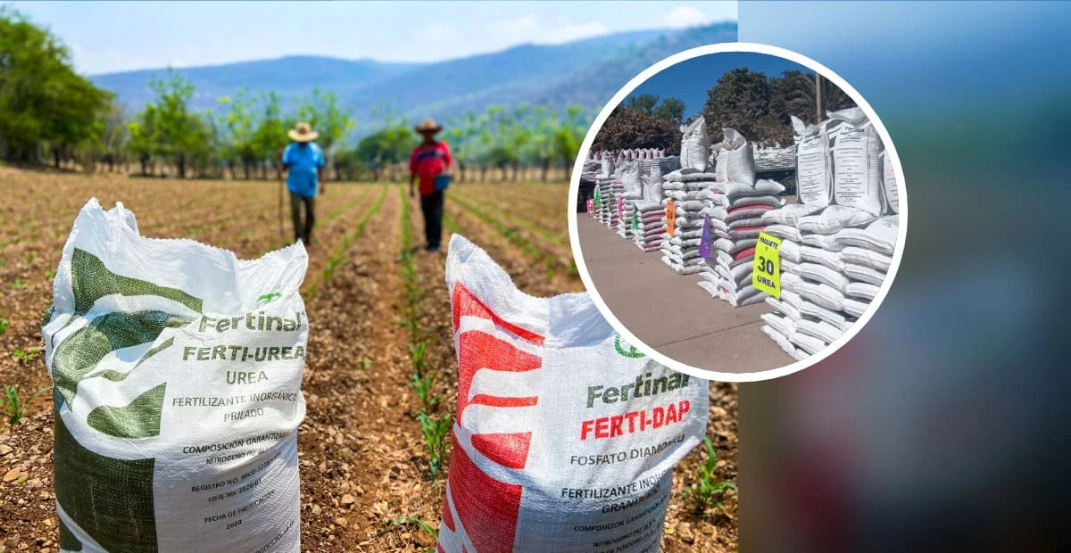 Entregan Fertilizante del Bienestar para agricultores de Sinaloa