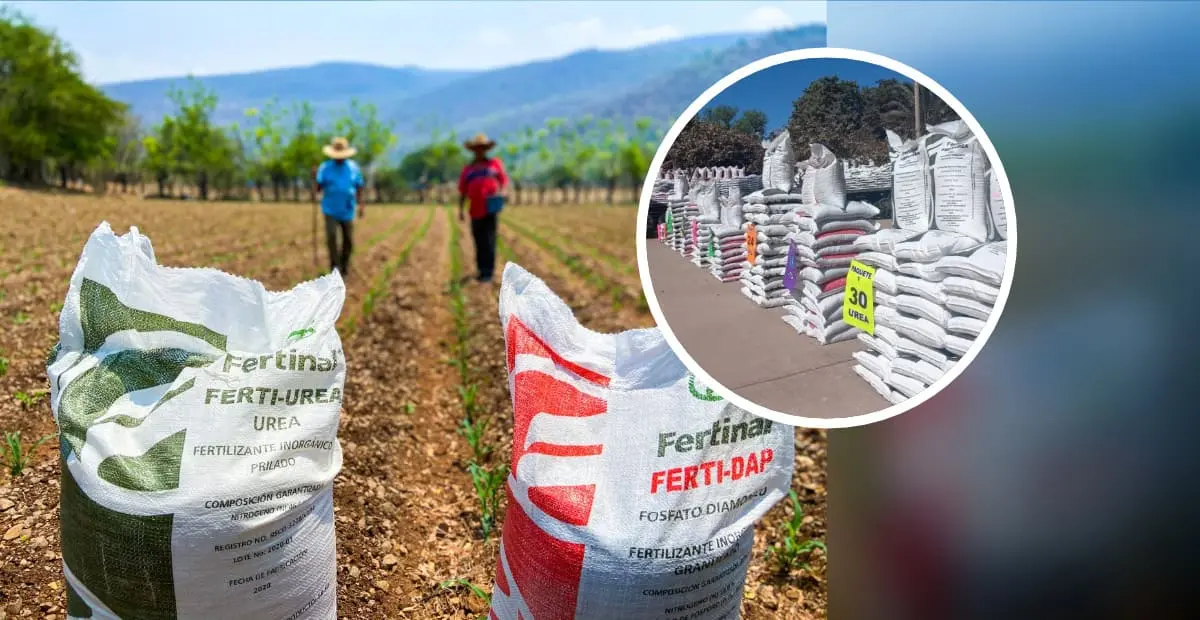 Inicia entrega de 105 mil toneladas de Fertilizante del Bienestar para agricultores de Sinaloa