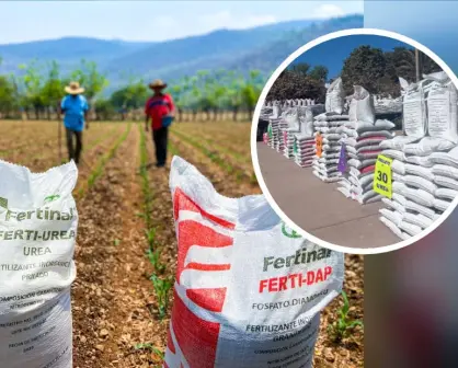 Inicia entrega de 105 mil toneladas de Fertilizante del Bienestar para agricultores de Sinaloa