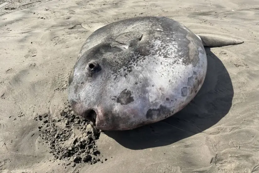 Hallan pez luna gigante en playa de Estados Unidos y descubren que es una nueva especie