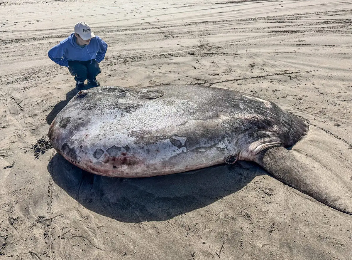 El enorme pez sorprendió a mucha gente por su tamaño. Foto: Acuario Seaside