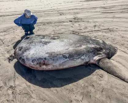 Hallazgo de pez luna de 2 metros en playa de Estados Unidos causa gran sorpresa