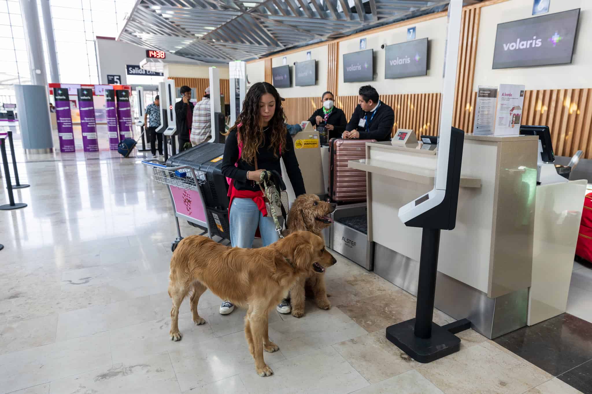 Debes cumpluir con todo lo solicitado por los aerolíneas para que viajar tu mascota contigo.