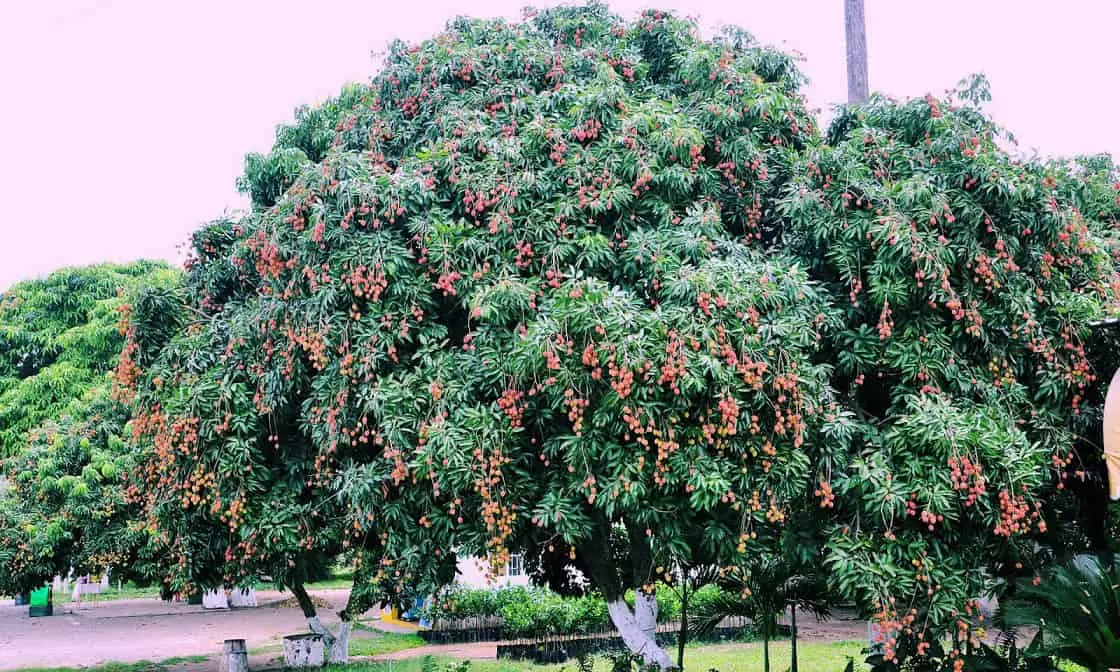 arbol_lichi_casa_3