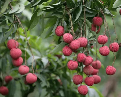 Aprende a cultivar un árbol de lichi fácilmente utilizando esta guía