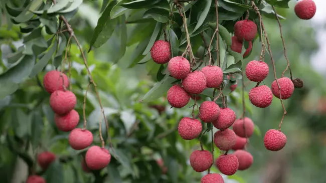 Tener un árbol en casa trae grandes beneficios. Foto: Etsy