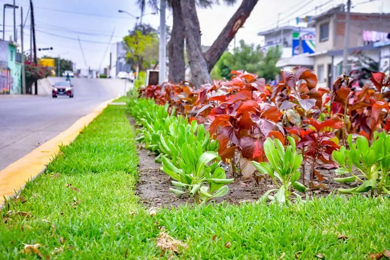 Mazatlán. Piden a personas no robar plantas de camellones.
