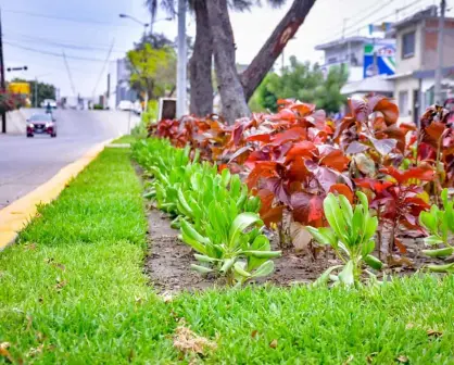 Pide alcalde de Mazatlán a ciudadanos no sustraer plantas de camellones