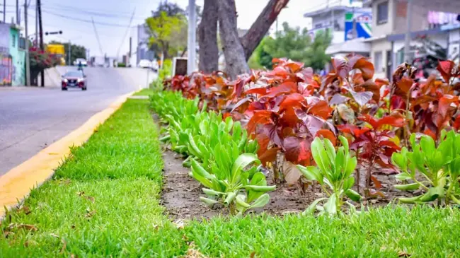 Mazatlán. Piden a personas no robar plantas de camellones.