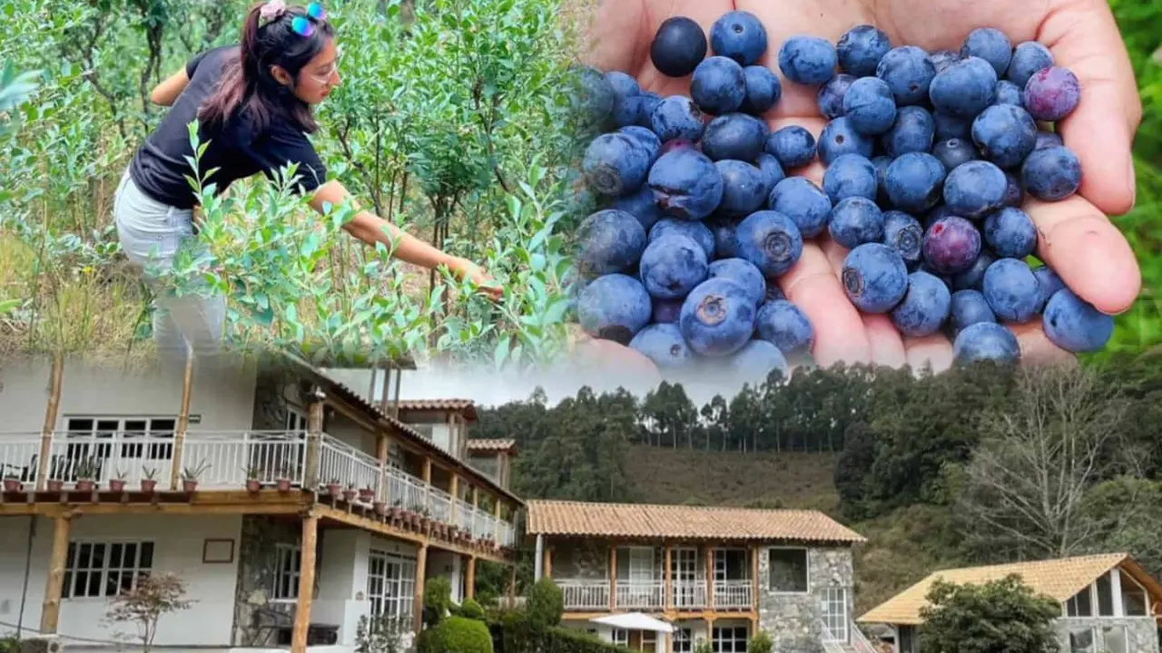 Festival de Berries 2024 en Zacatlán, está por comenzar. Foto: Cortesía