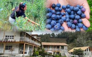 Festival de Berries 2024 en Zacatlán; programa de actividades