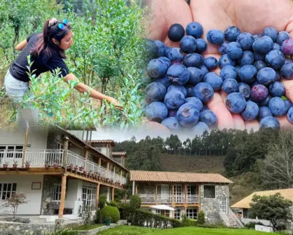 Festival de Berries 2024 en Zacatlán; programa de actividades
