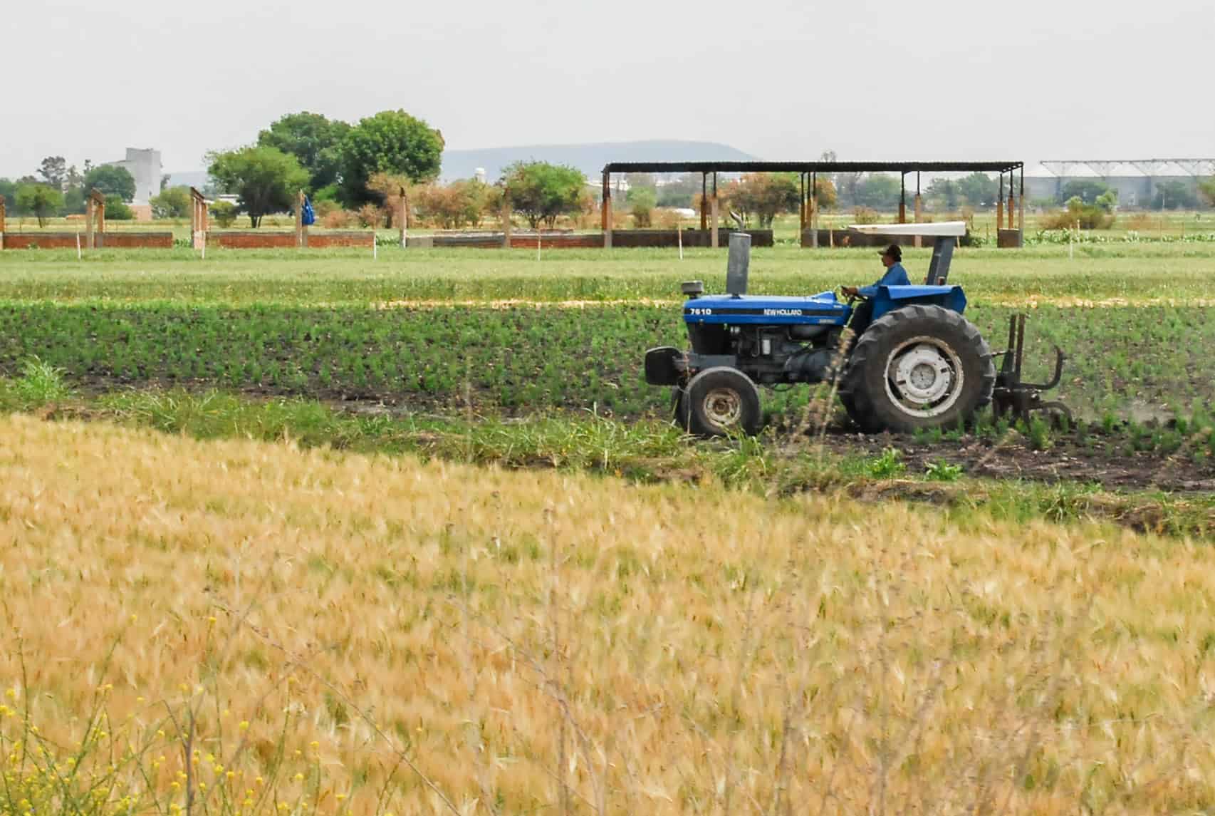 SDR compra seguro para el ciclo agrícola primavera-verano 2024 de Chihuahua
