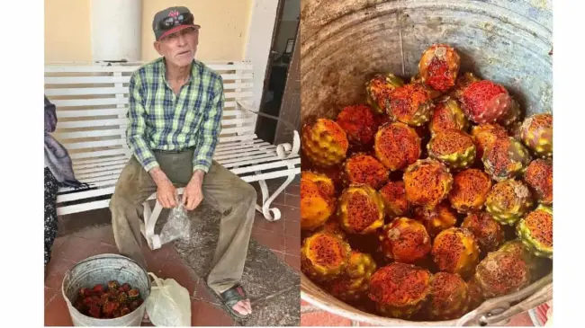 Don José lleva el sabor delicioso de la pitaya desde Choix hasta El Fuerte. Foto: Cortesía