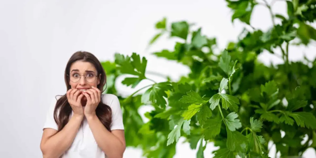 El manojo de varios kilos de cilantro ha subido al doble del precio que tenía hasta hace unos meses.