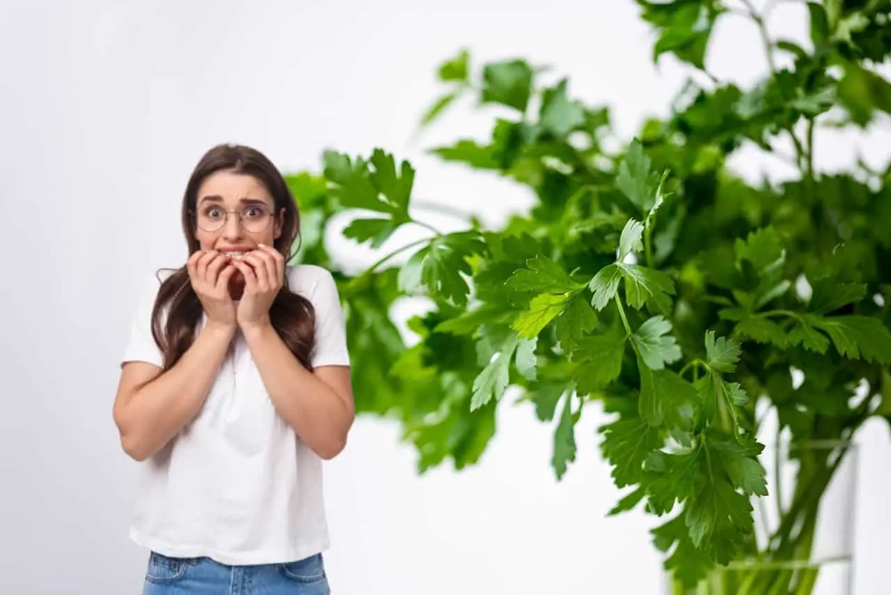 El manojo de varios kilos de cilantro ha subido al doble del precio que tenía hasta hace unos meses.