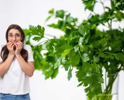 ¿Por qué aumentó de precio el cilantro en México durante junio de 2024?