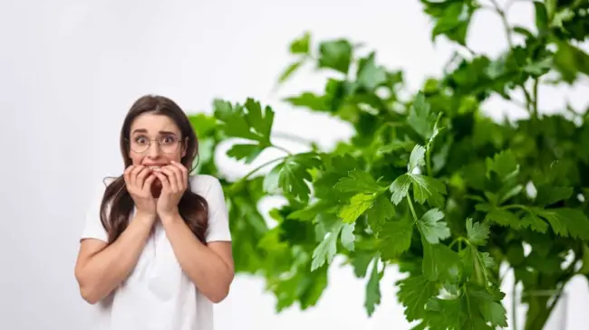El manojo de varios kilos de cilantro ha subido al doble del precio que tenía hasta hace unos meses.