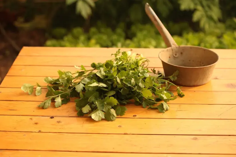 ¿Por qué aumentó de precio el cilantro?