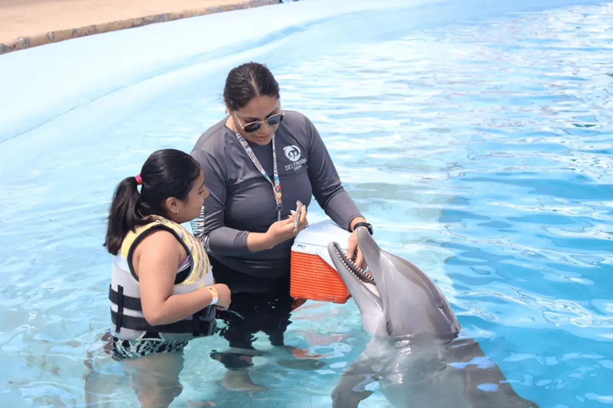 Diviértete nadando con delfines. Foto FB Delfinario Sonora