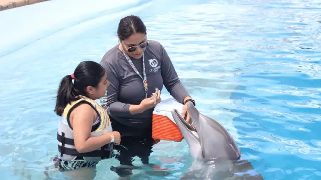 Diviértete nadando con delfines. Foto FB Delfinario Sonora