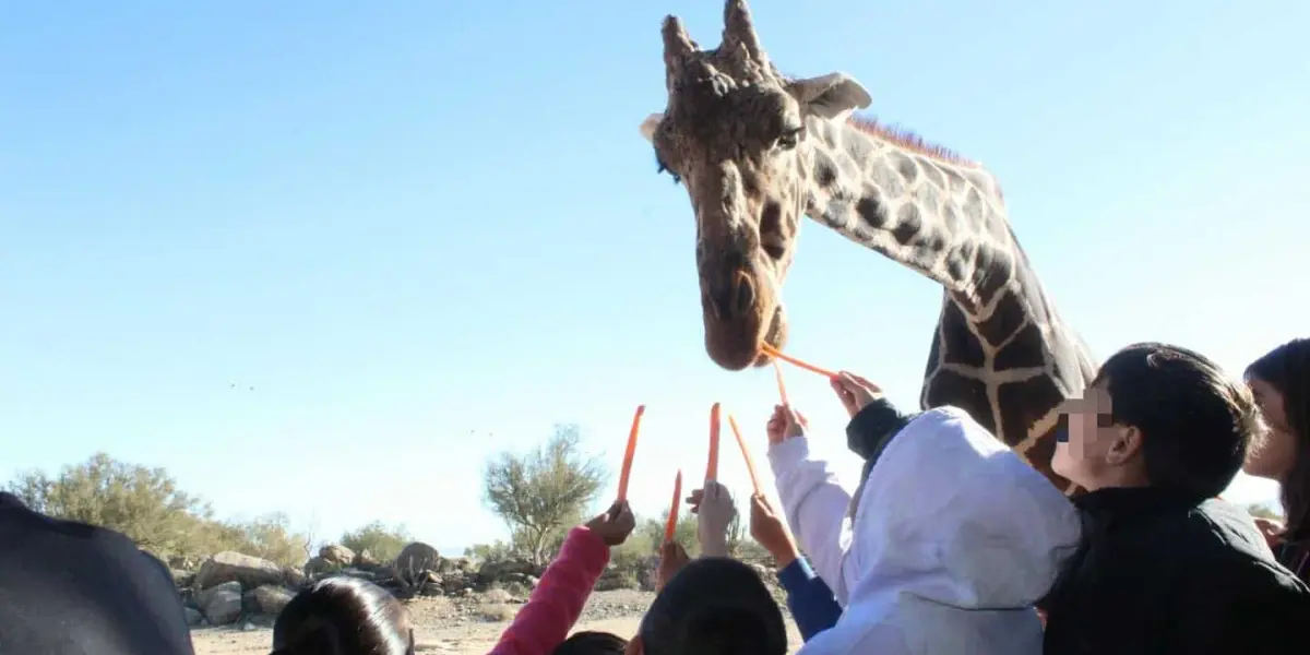 Alimenta a la jirafa en el Centro Ecológico de Sonora. Conoce los horarios. Foto Centro Ecológico de Sonora