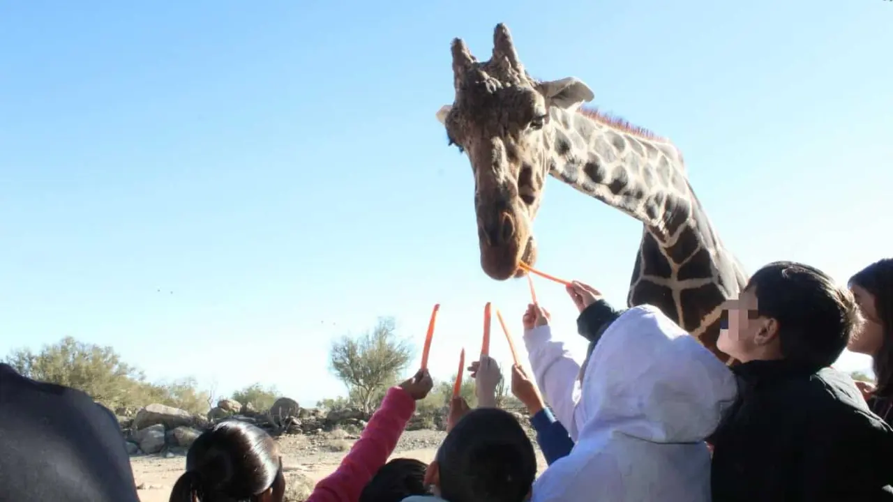 Alimenta a la jirafa en el Centro Ecológico de Sonora. Conoce los horarios. Foto Centro Ecológico de Sonora