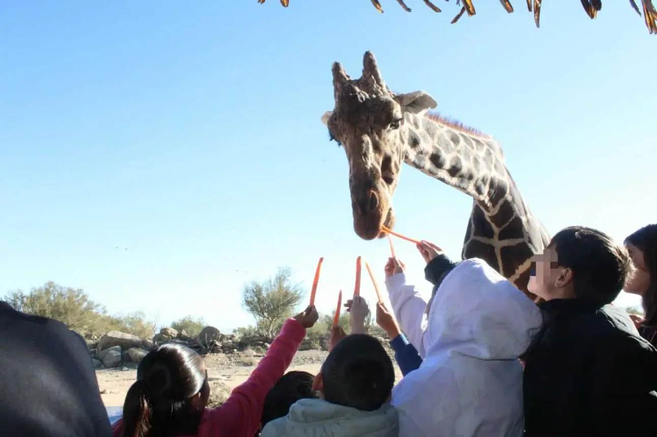 Alimenta a la jirafa en el Centro Ecológico de Sonora. Conoce los horarios. Foto Centro Ecológico de Sonora