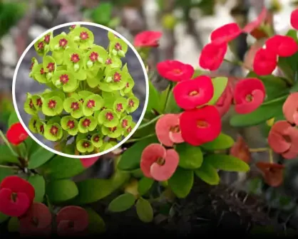 La planta de corona de Cristo y sus usos medicinales se ha hecho viral