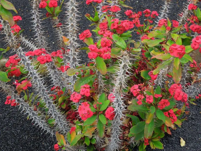 La planta corona de Cristo es Xerófita, pero no es un cactus