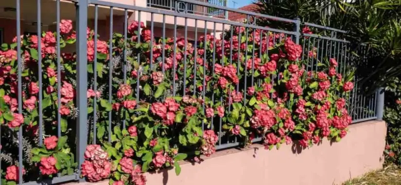 Planta ornamental Corona de Cristo, también es medicinal