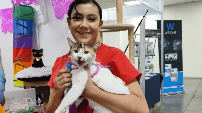 ¡No te pierdas la expo de gatitos en León! Foto FB Expo Gatitos