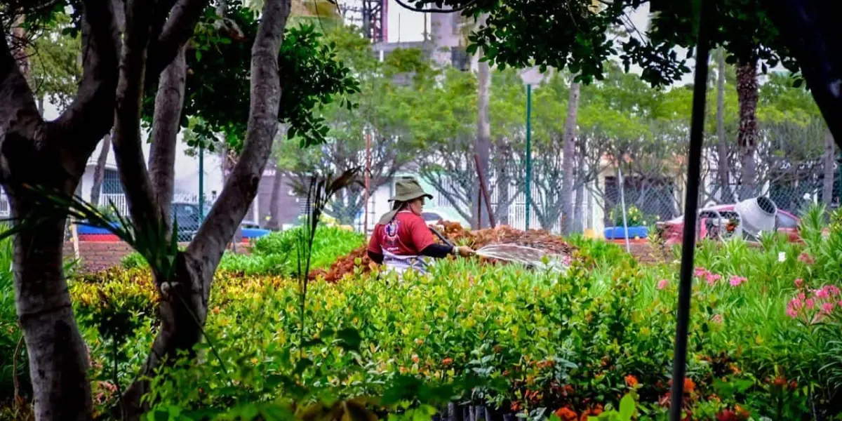 Las plantas y árboles que puedes encontrar en el vivero de Mazatlán.