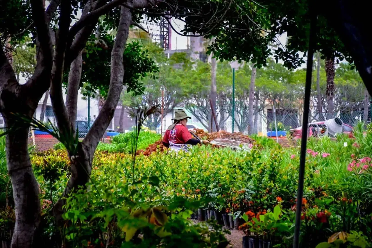 Las plantas y árboles que puedes encontrar en el vivero de Mazatlán.