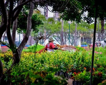 Las plantas y árboles que puedes encontrar en el vivero de Mazatlán