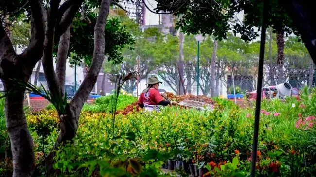 Las plantas y árboles que puedes encontrar en el vivero de Mazatlán.