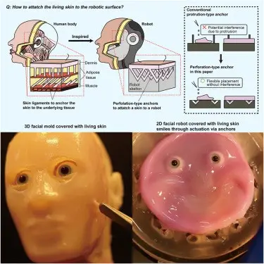 robot humanoide que crearon a partir de piel humana