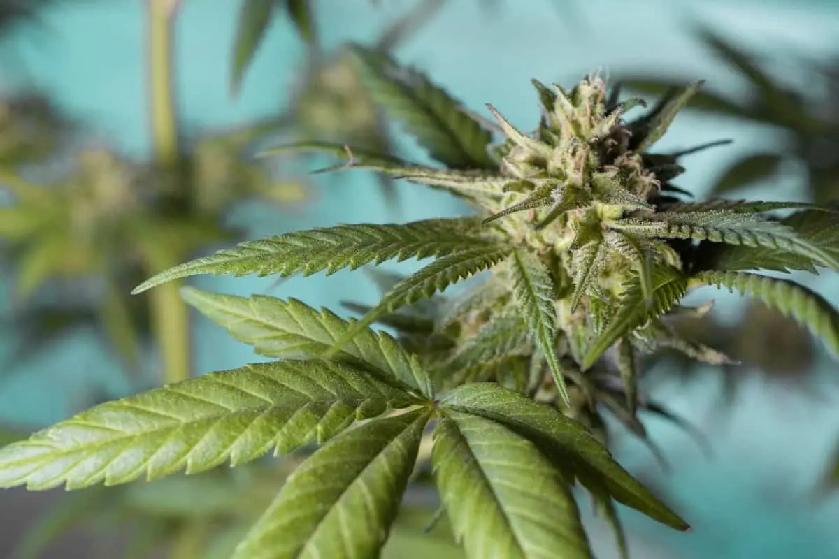 El cannabis ocupa el primer lugar entre las 5 drogas más usadas en el mundo. Foto: Pixabay