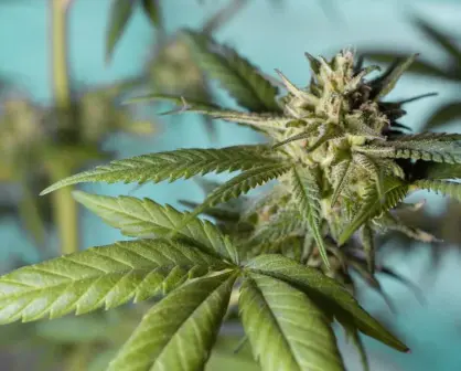 El cannabis es la droga más popular en el mundo; informe de la ONU revela sus riesgos para la salud mental