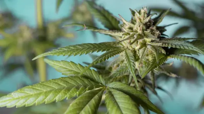 El cannabis ocupa el primer lugar entre las 5 drogas más usadas en el mundo. Foto: Pixabay