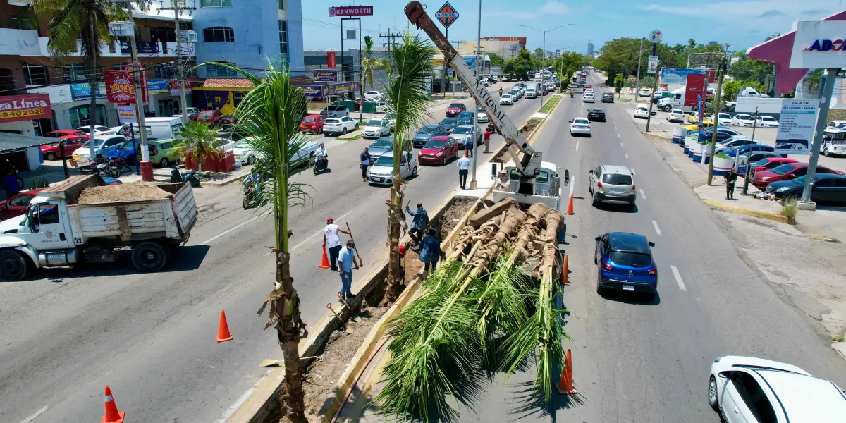 Embellecen más a Mazatlán, plantan palmeras cocoteras en camellones del puerto.