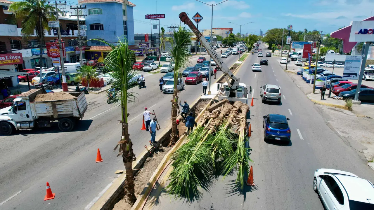 Embellecen más a Mazatlán, plantan palmeras cocoteras en camellones del puerto.