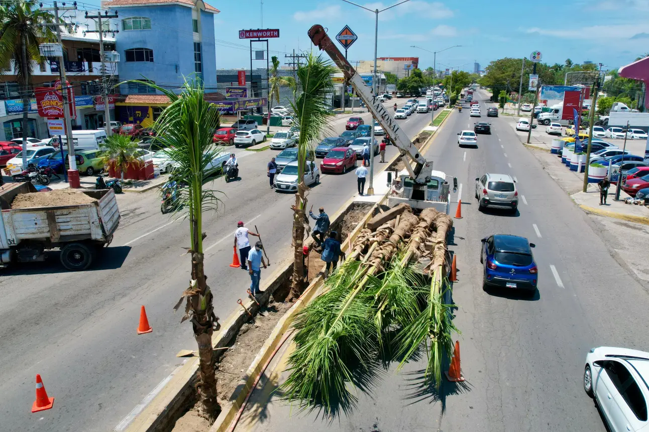 Embellecen más a Mazatlán, plantan palmeras cocoteras en camellones del puerto.