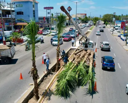 Embellecen más a Mazatlán, plantan palmeras cocoteras en camellones del puerto