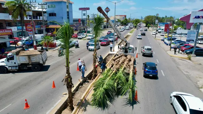 Embellecen más a Mazatlán, plantan palmeras cocoteras en camellones del puerto.