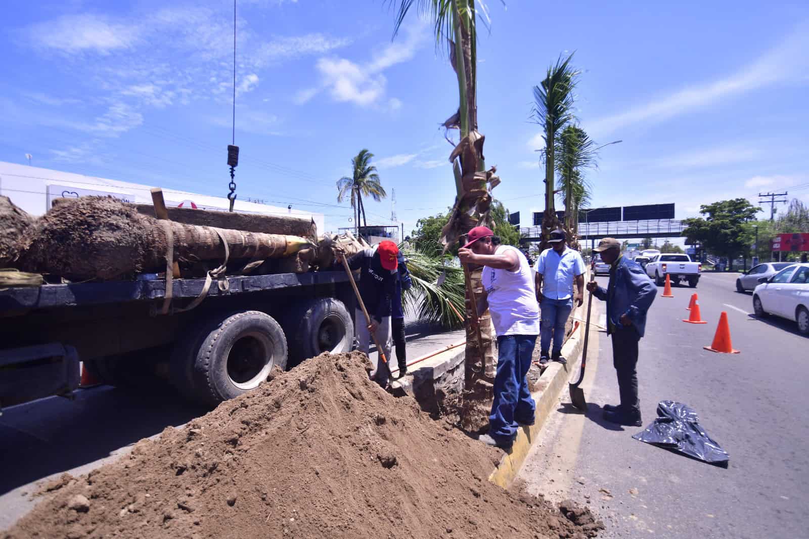 Instalan palmeras en Mazatlán