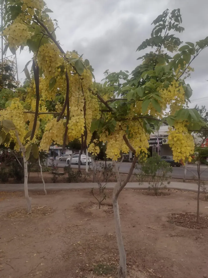 La lluvia de oro es uno de los árboles más floridos y coloridos del lugar.