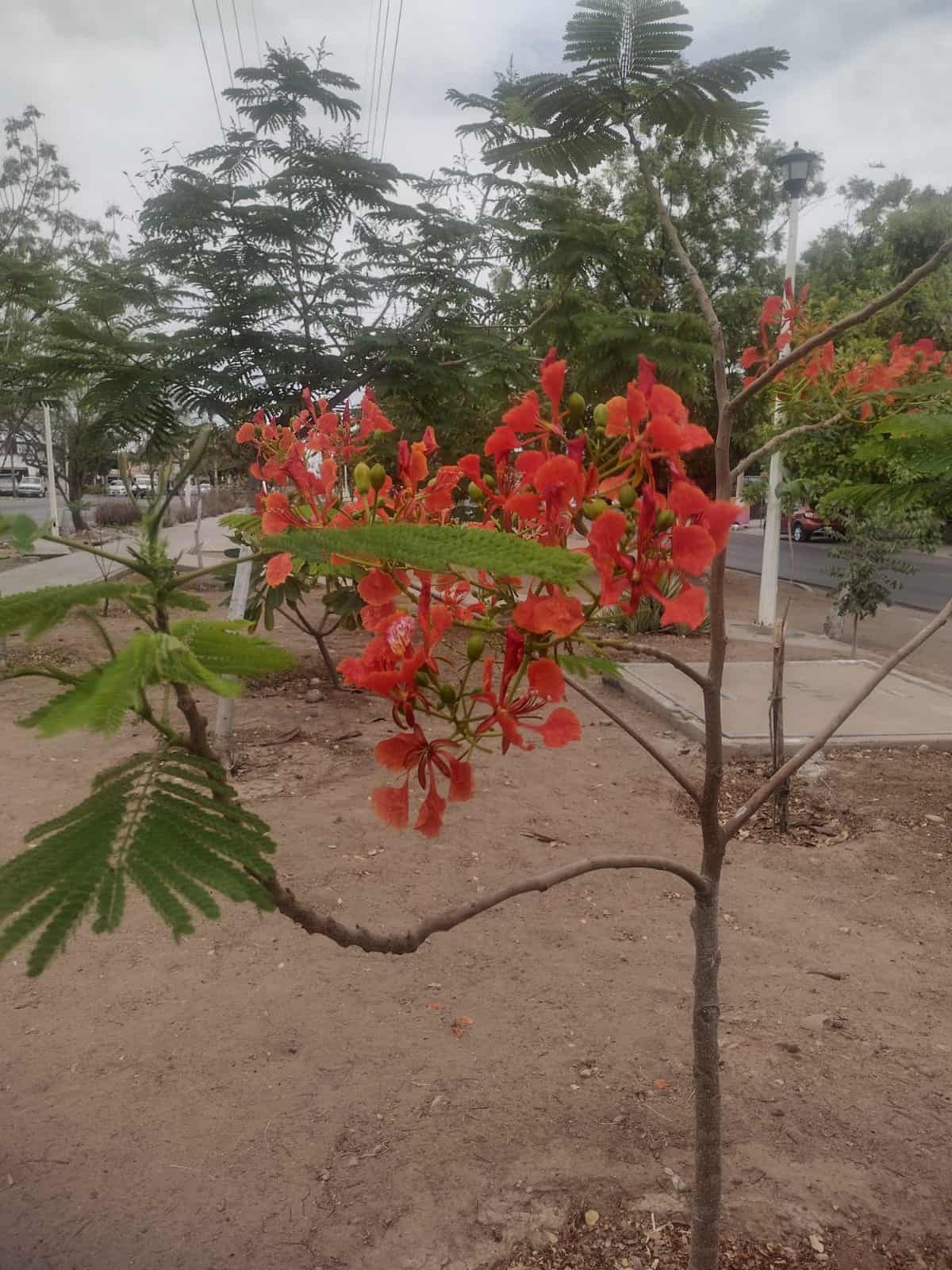 El Tabachín aporta su belleza y su singular color rojo.